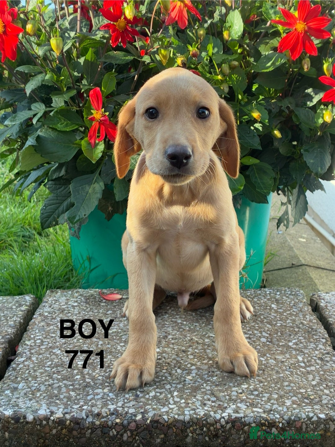 Labrador Retriever dogs for sale: Kc registered Labrador Retrievers - Image 21
