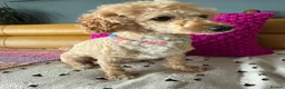 Poochon dogs for sale: Beautiful Poochon Puppies - Advert 1