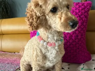 Poochon dogs Beautiful Poochon Puppies - Advert 1