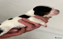 Cocker Spaniel dogs for sale: KC COCKER PUPS TRI BLACK TAN WHITE RED BLUE ROAN - Image 14
