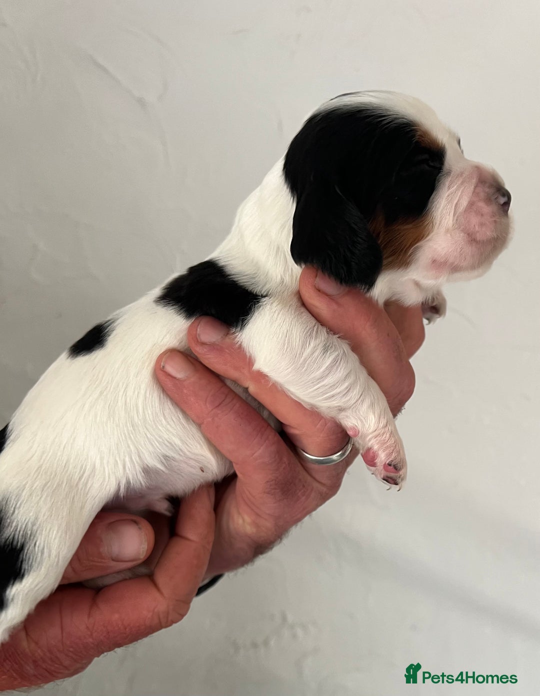 Cocker Spaniel dogs for sale: KC COCKER PUPS TRI BLACK TAN WHITE RED BLUE ROAN - Image 14
