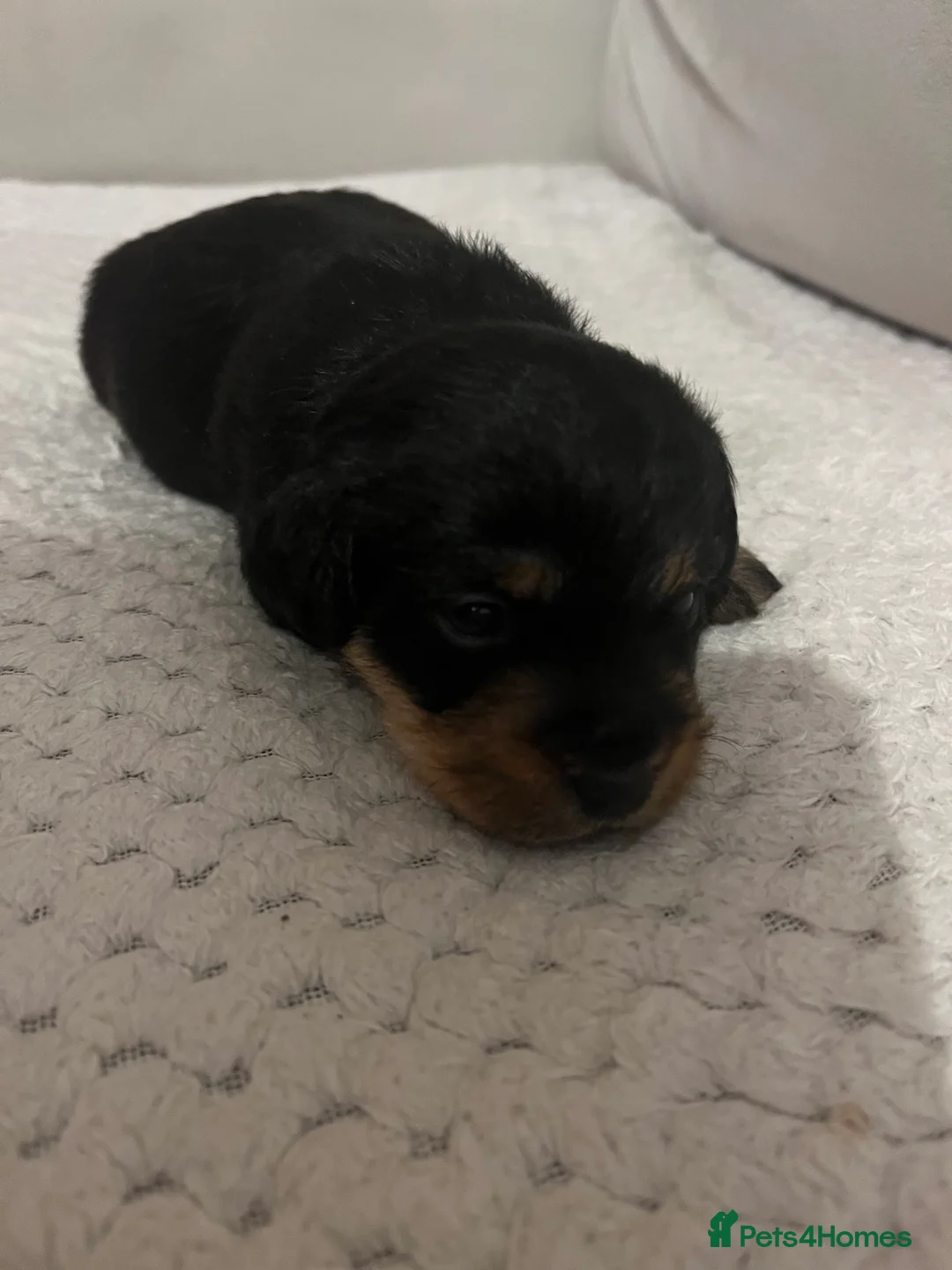 Jack Russell dogs for sale: ❌ sold ❌Jack Russel puppies - Advert 12