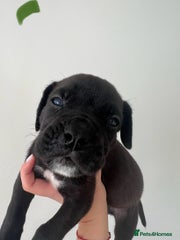 Cane Corso Puppy Dark Green