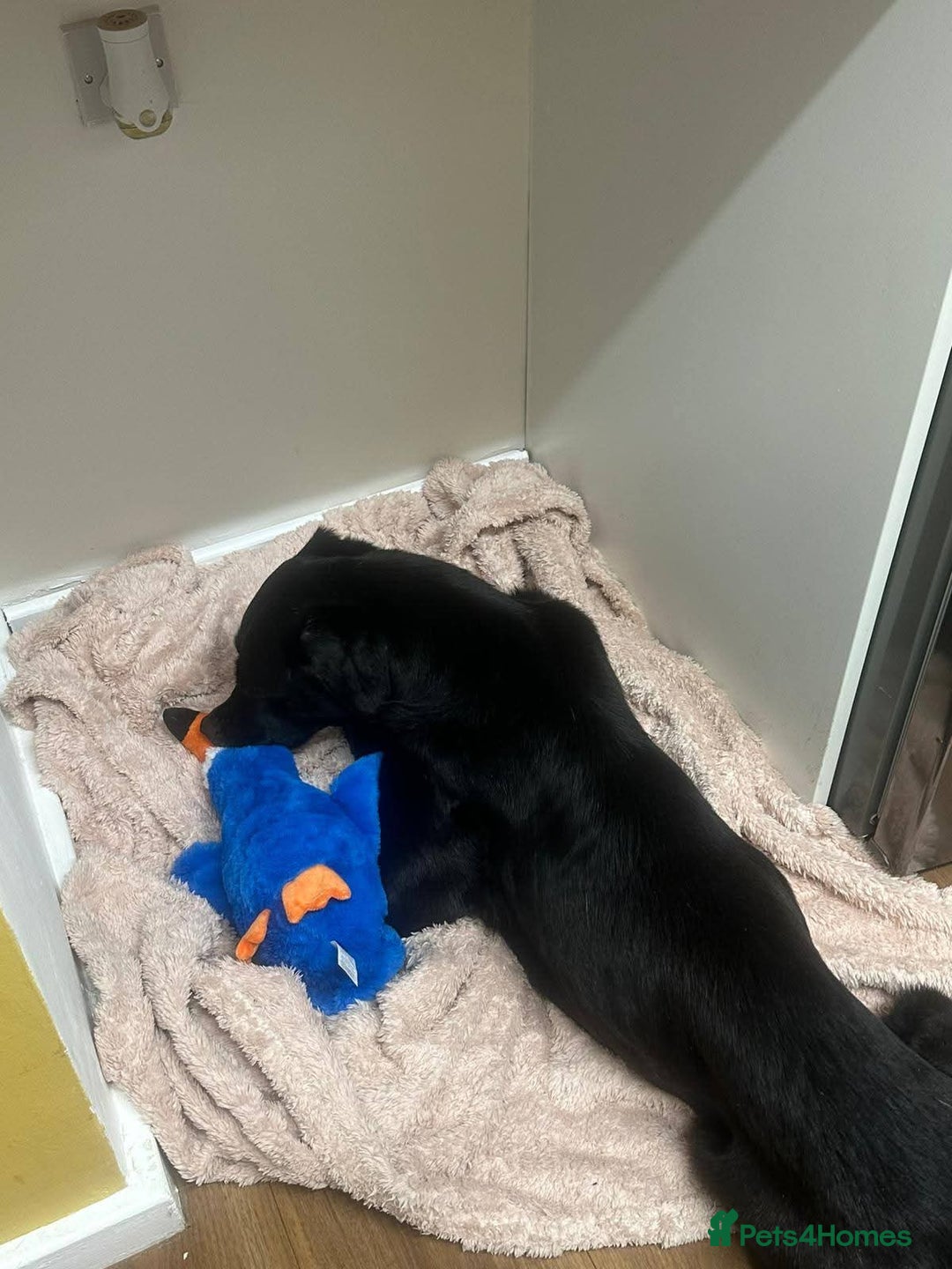 Mixed Breed dogs for adoption: Meet Cosmo, currently residing in Yorkshire  - Advert 9