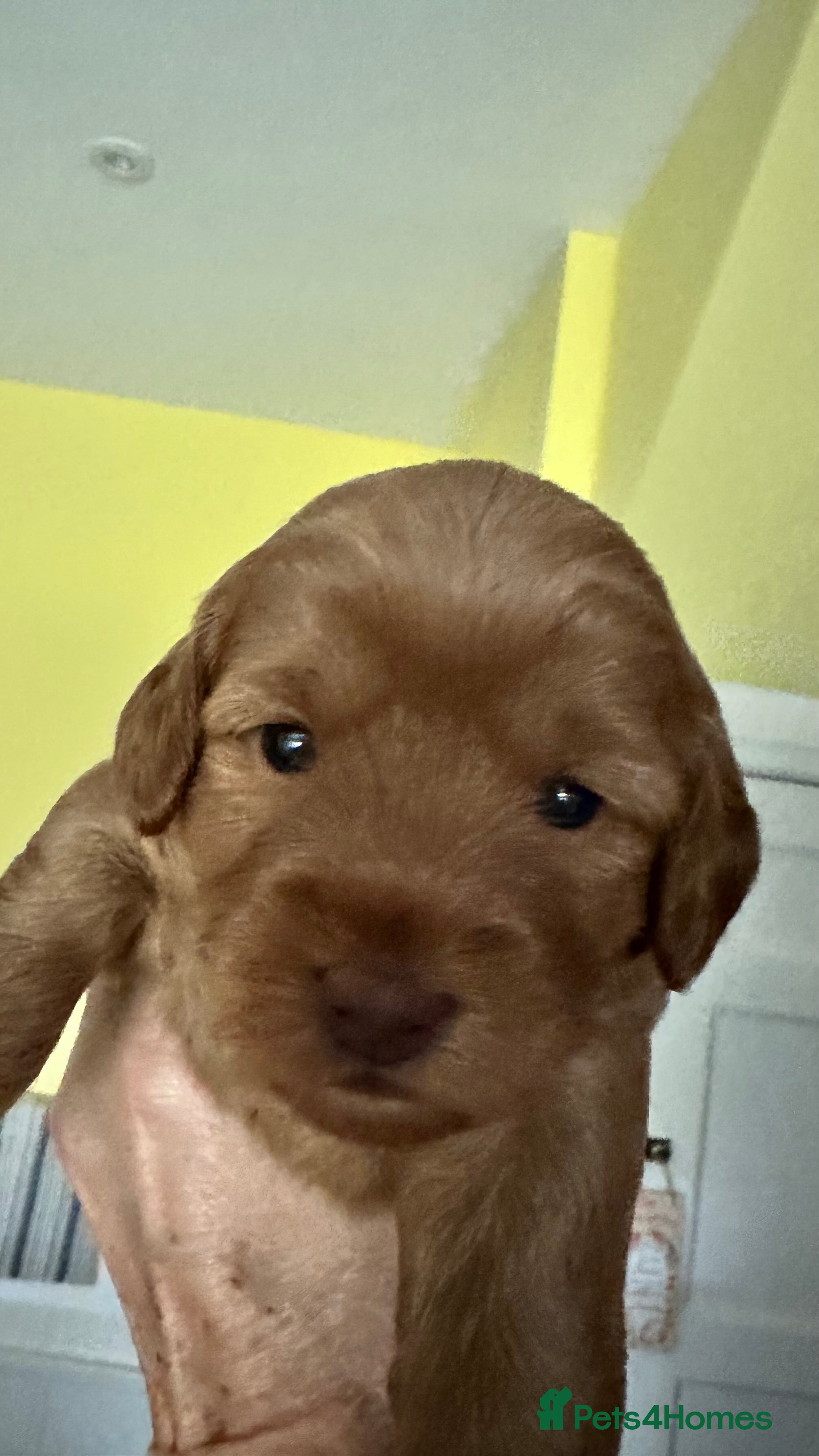 Mixed Breed dogs Miniature labradoodle/cockapoo - Advert 2