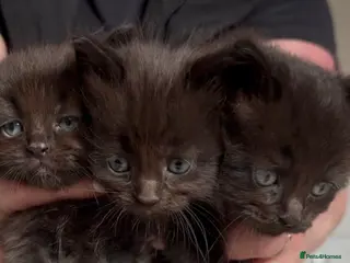 Ragcoon cats Ragcoon - Advert 2