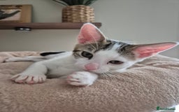Bengal cats for sale: Male bengal cross kittens - Image 4