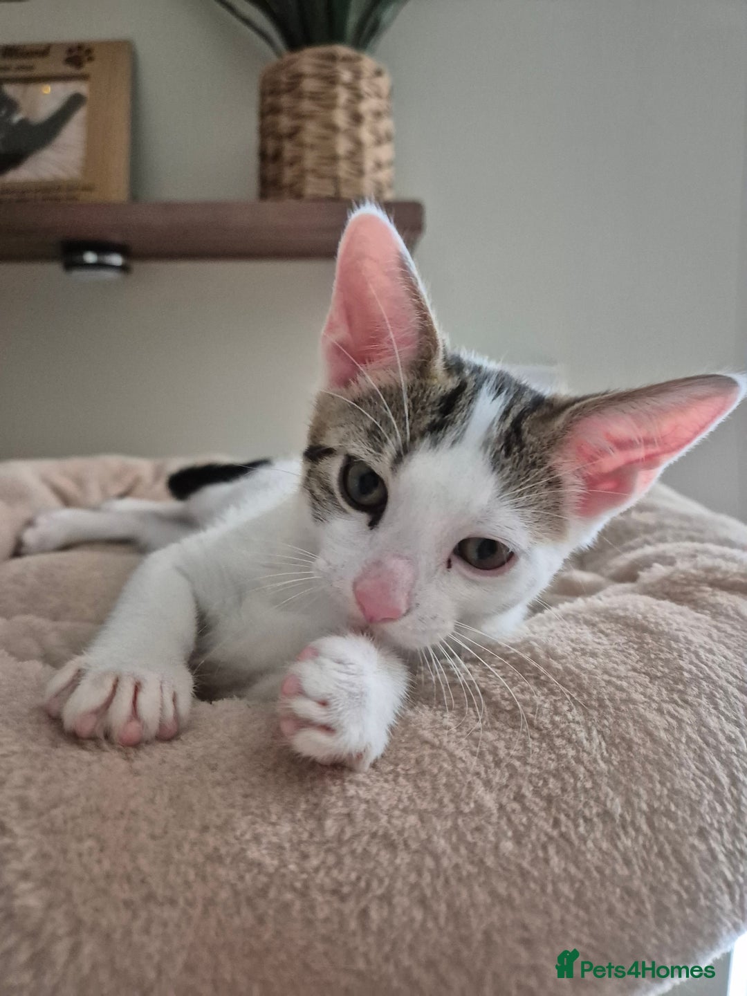 Bengal cats for sale: Male bengal cross kittens - Image 4