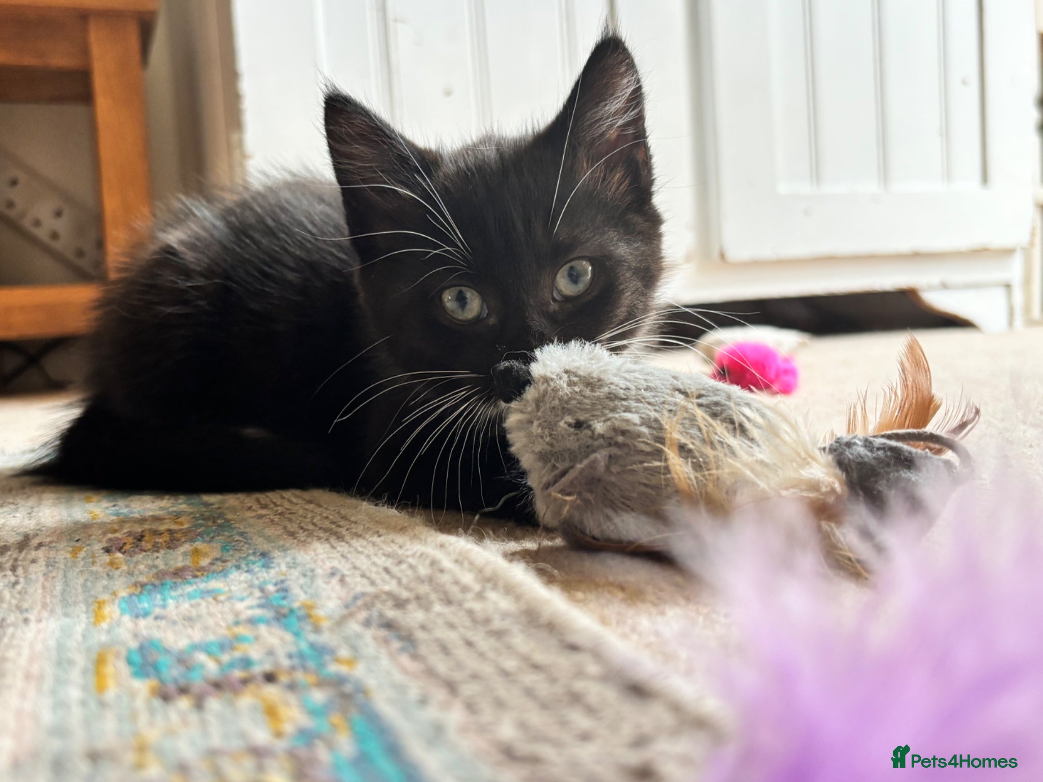 Mixed Breed cats One beautiful girl left! Ready to go! - Advert 17