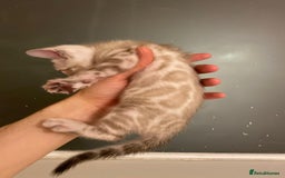 Bengal cats for sale: 🔥✨ Pedigree TICA-Registered Bengal Kittens - Image 34