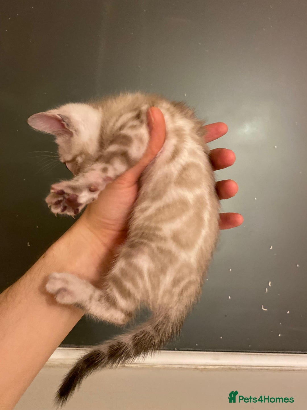 Bengal cats for sale: 🔥✨ Pedigree TICA-Registered Bengal Kittens - Image 34