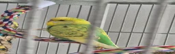 Budgerigars birds for sale: Young Male Budgie - Advert 3