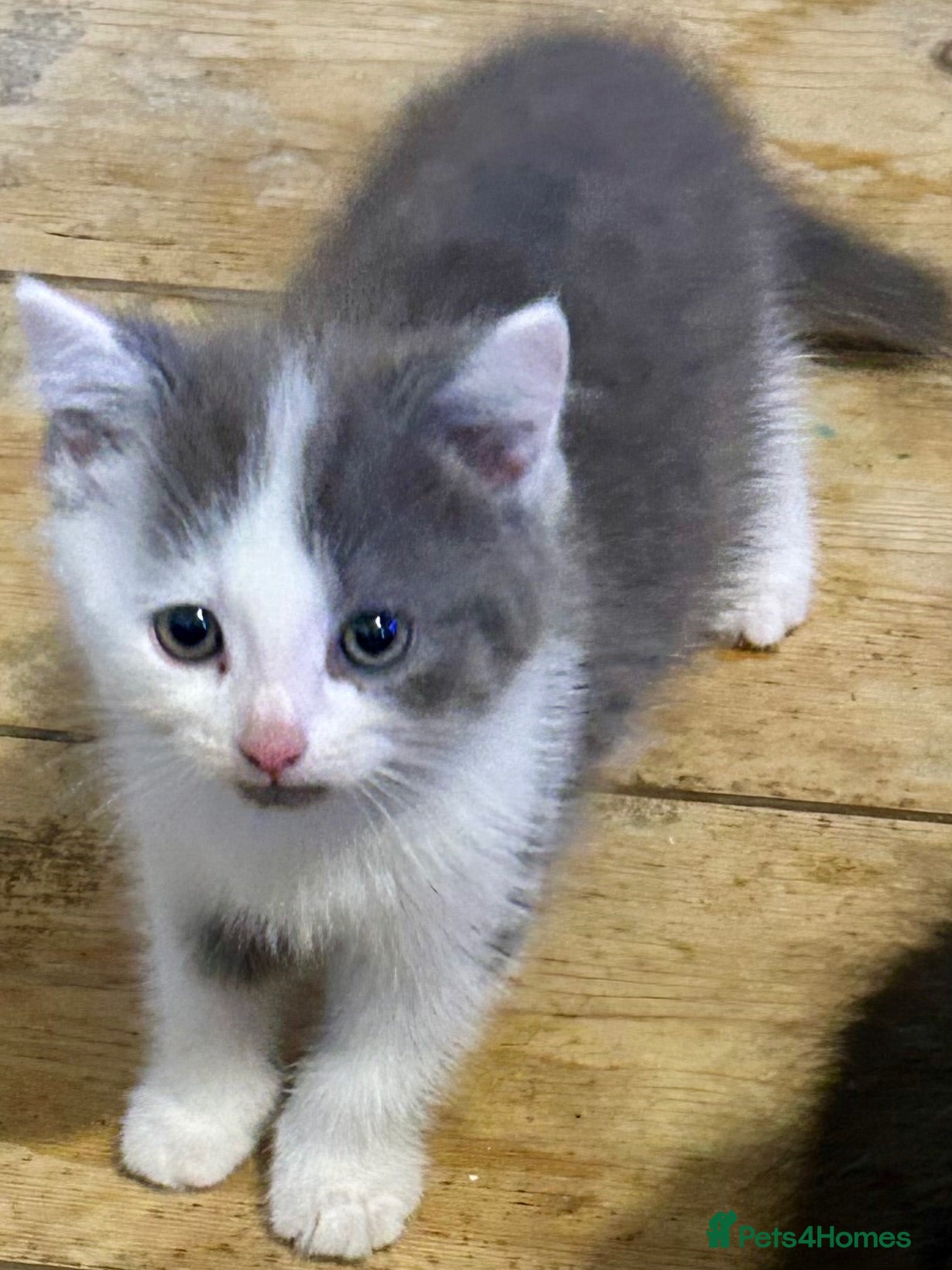 Mixed Breed cats Norwegian first cat X Russian Blue £200!! - Advert 7