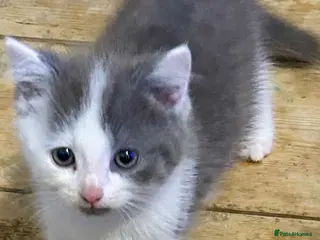 Mixed Breed cats Norwegian first cat X Russian Blue £200!! - Advert 4
