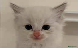 Ragdoll cats for sale: Ragdoll Kittens Male & Female - Image 13
