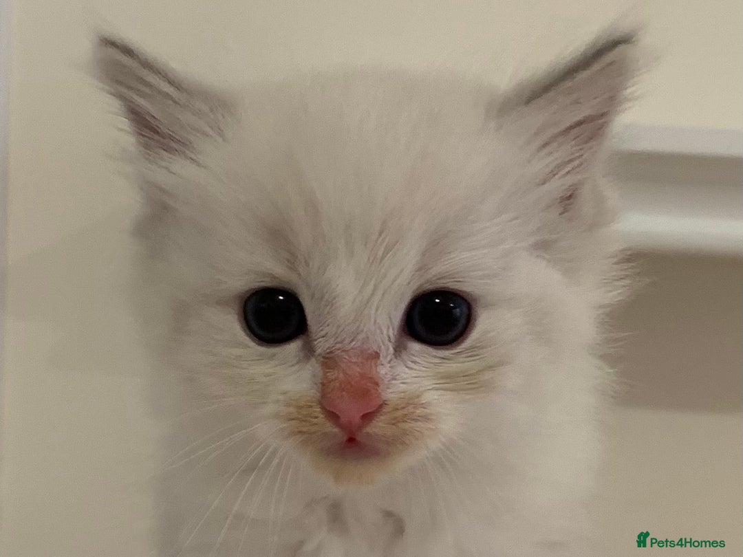 Ragdoll cats for sale: Ragdoll Kittens Male & Female - Image 13