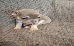 French Bulldog dogs for sale: Two french bulldog puppies caring pink. - Image 6
