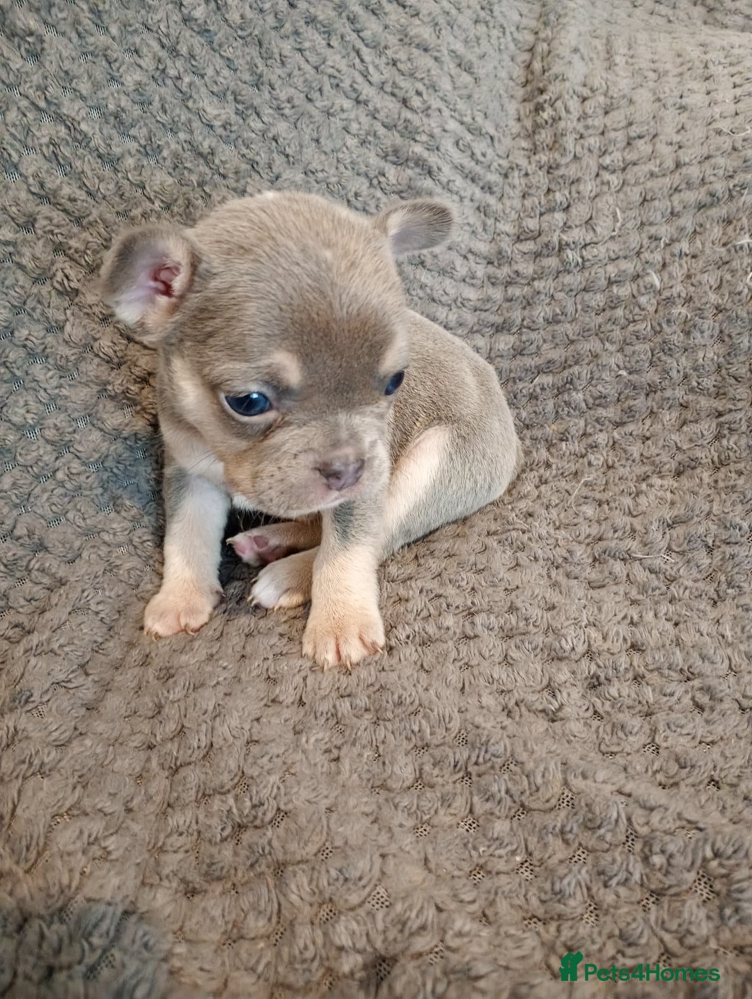 French Bulldog dogs for sale: Two french bulldog puppies caring pink. - Image 6