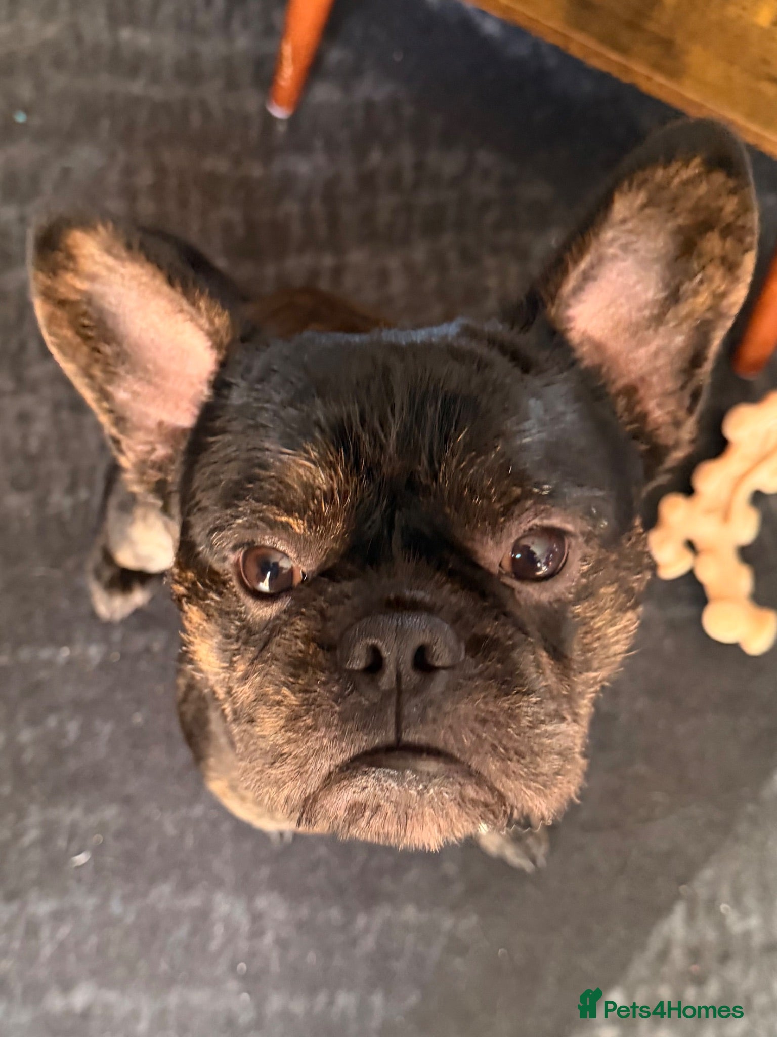 Mixed Breed dogs French bulldog cross toy poodle  - Advert 1
