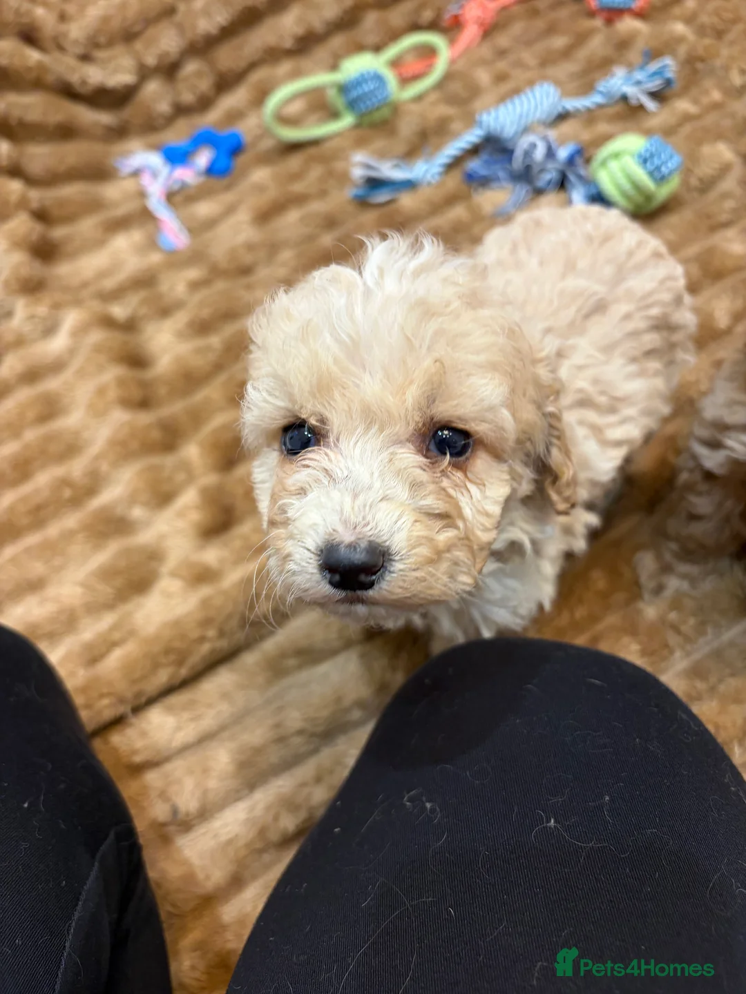 Cockapoo dogs for sale: 🐾STUNNING COCKERPOOS F1 REGISTERED BREEDER🐾 - Advert 4