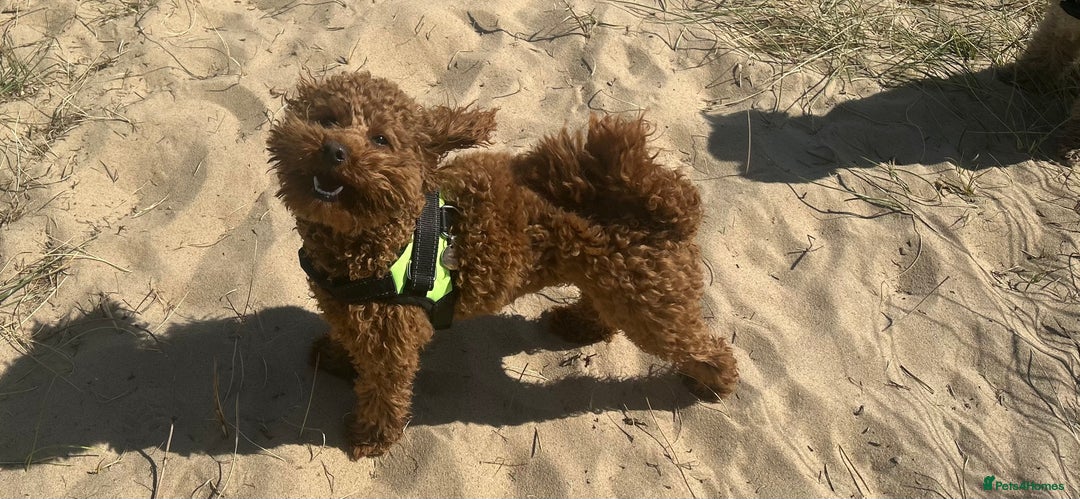 Toy Poodle dogs for stud: Kc Health tested fox red Toy poodle for stud - Advert 9