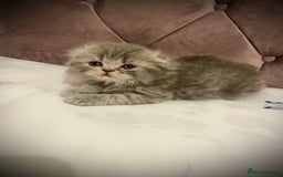 Scottish Fold cats for sale: Selling Adorable Scottish Fold & Straight Kittens - Image 10