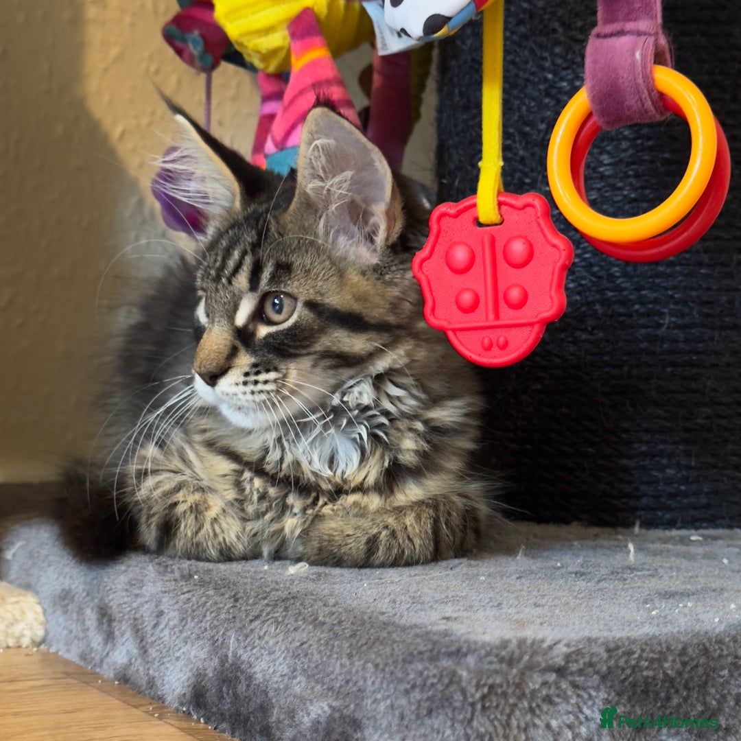 Maine Coon cats for sale: Purr Machines Ready Now - GCCF Reg Maine Coons - Image 4