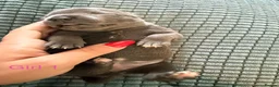 Staffordshire Bull Terrier dogs for sale: Beautiful KC Staffordshire Bull Terrier Puppies ❤️ - Advert 7