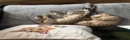Savannah cats for sale: Savannah F4 girls - Advert 36