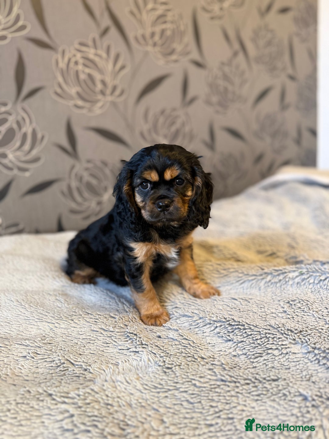 Cavalier King Charles Spaniel dogs for sale: Cavalier King Charles Spaniel - Advert 16