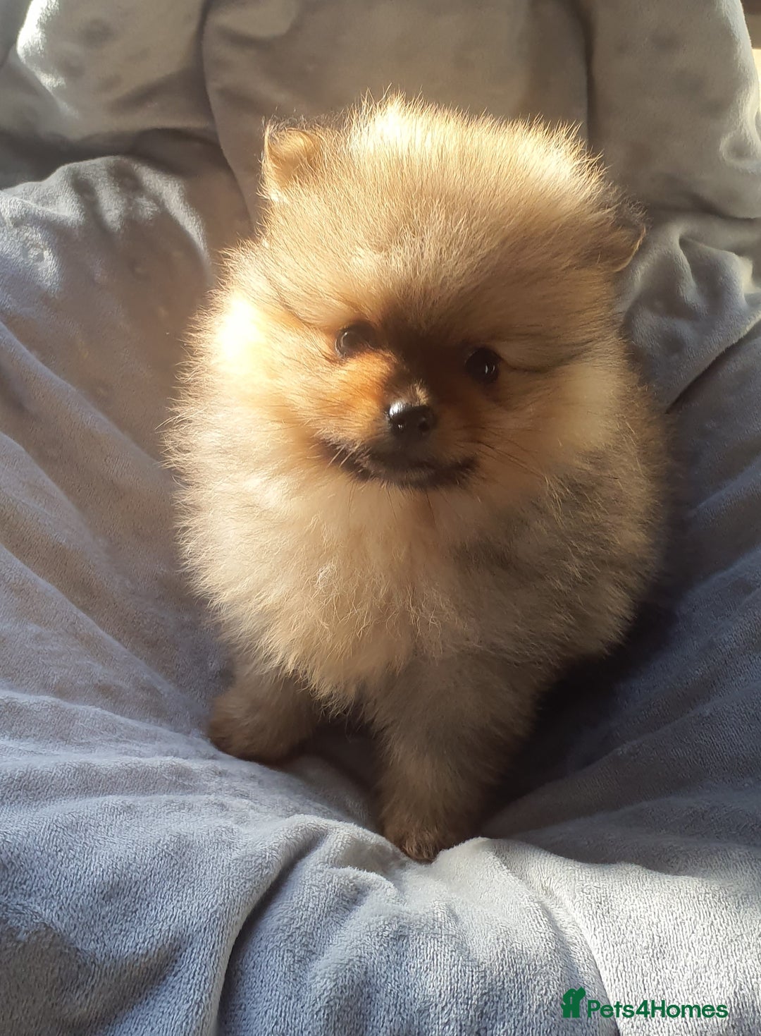 Pomeranian dogs for sale: Outstanding Tiny Pomeranian Puppies - Image 8