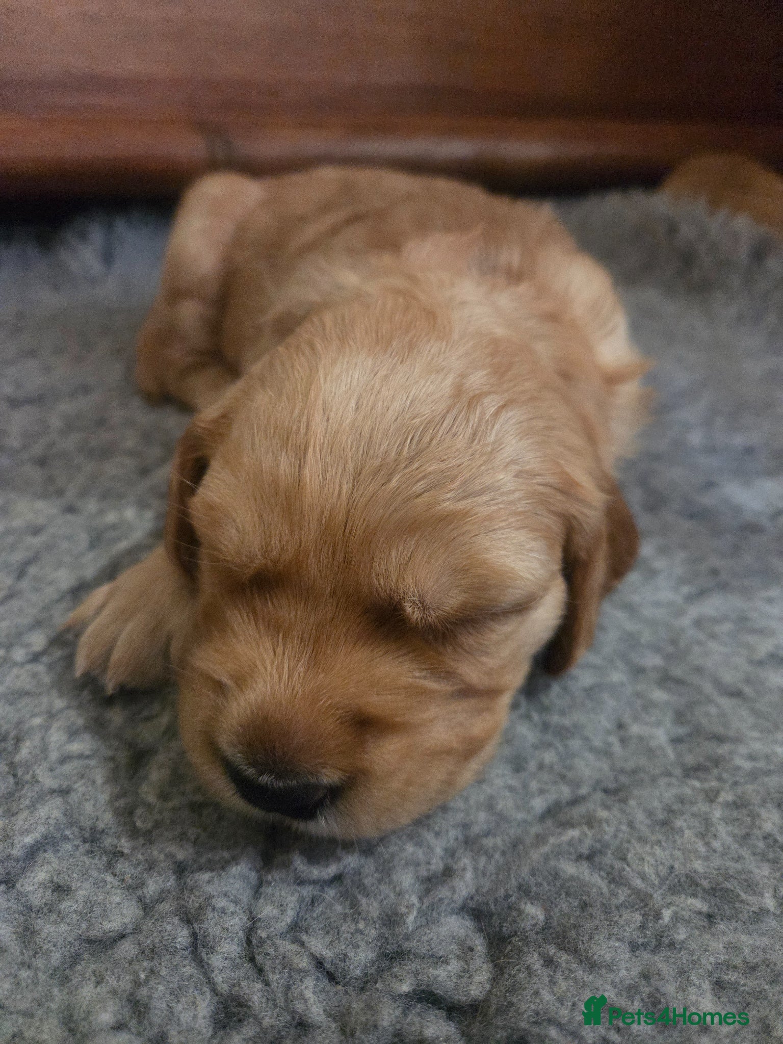 Golden Retriever dogs Working Golden Retriever Puppies Low Hip Scores - Advert 2