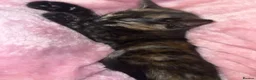 Siamese cats for sale: Ready to leave. siamese tortie cross - Advert 2