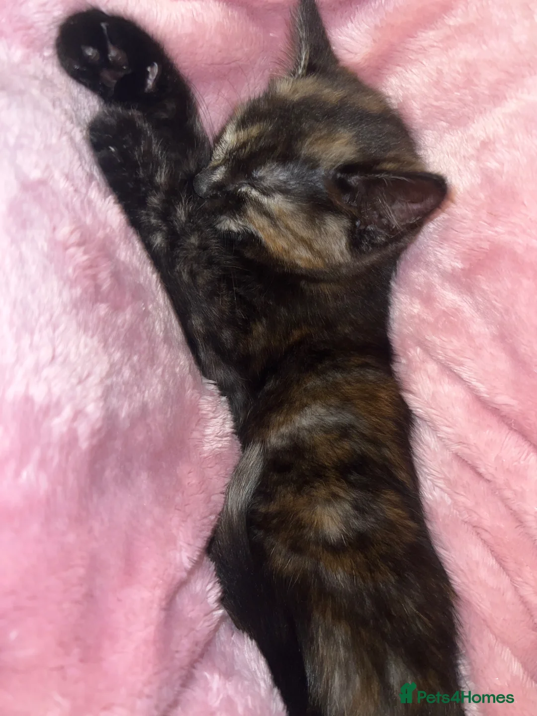 Siamese cats for sale: Ready to leave. siamese tortie cross - Advert 2