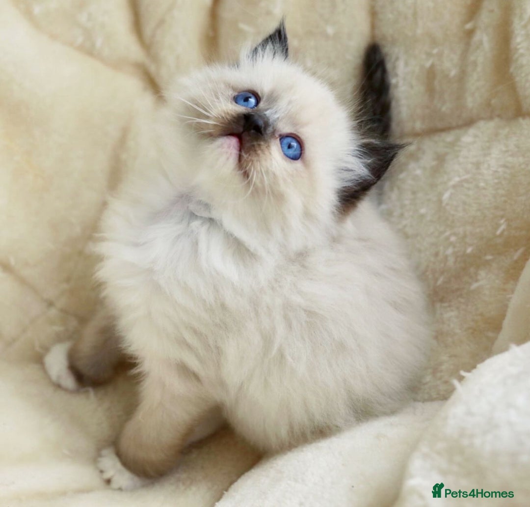 Ragdoll cats for sale: bi color ragdoll kittens - read ad - Advert 5