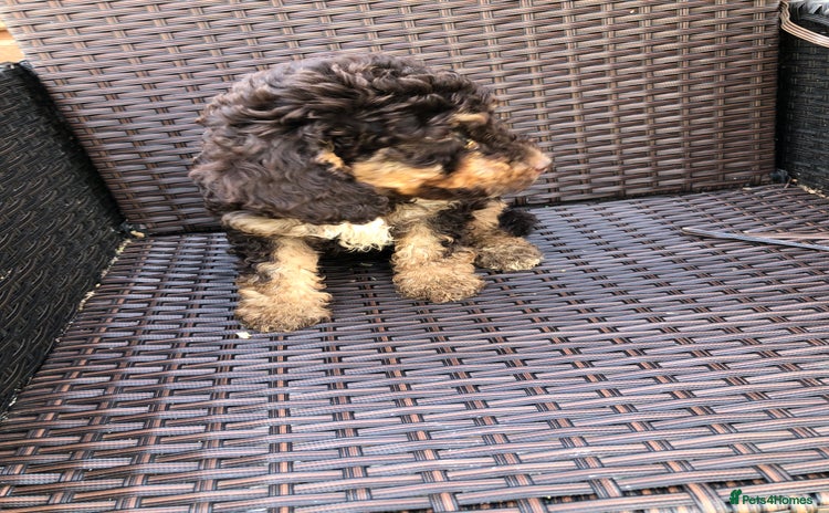 Cockapoo dogs - Advert 14