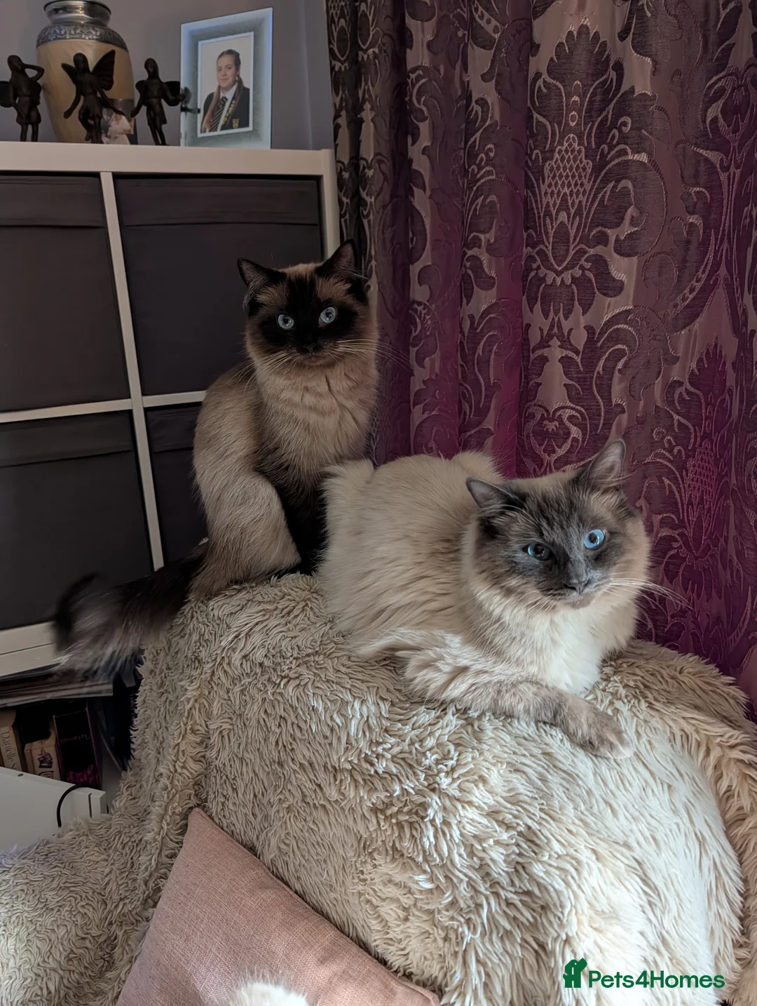 Ragdoll cats for sale: Ready to leave now. Ragdoll kittens - Advert 2