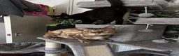 Bengal cats for stud: Beautiful TICAregistered Bengal available for stud - Advert 1