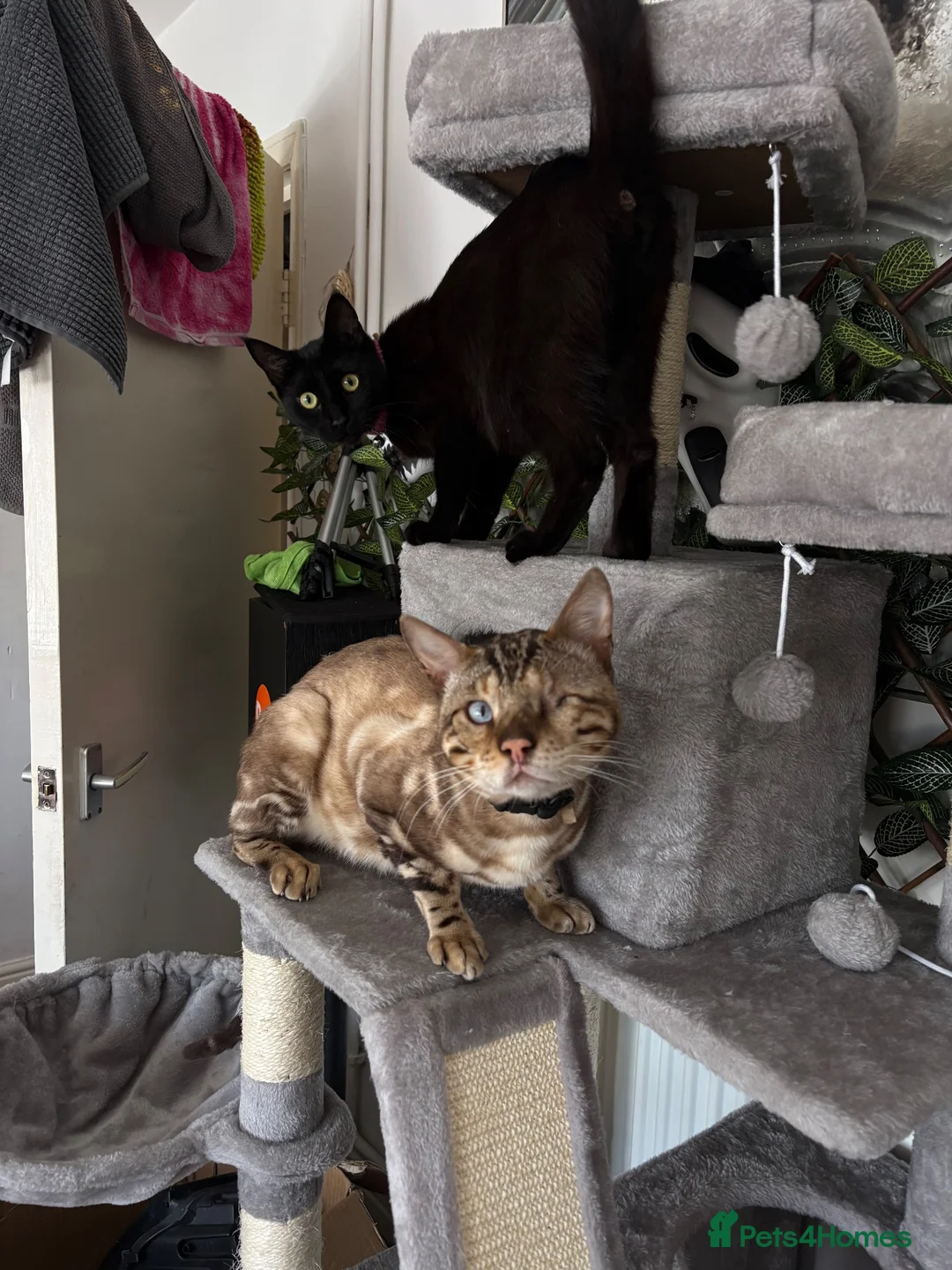 Bengal cats for stud: Beautiful TICAregistered Bengal available for stud - Advert 1