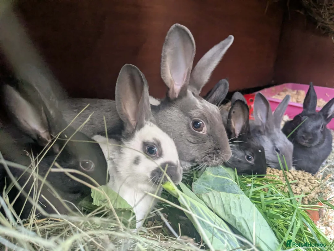 English rabbits for sale: Yurvac vaccinated purebred baby English rabbits! - Advert 1