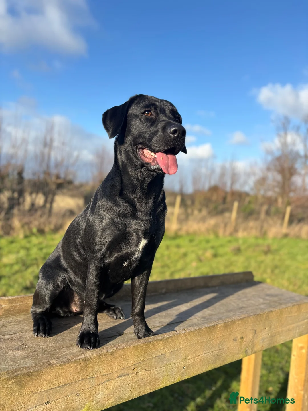 Labrador Retriever dogs for sale: Beautiful Labrador Retriever Puppies in Tiverton - Advert 1
