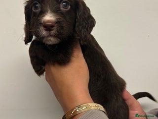 Cocker Spaniel dogs for sale - Advert 1