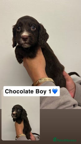 Cocker Spaniel dogs - Advert 6