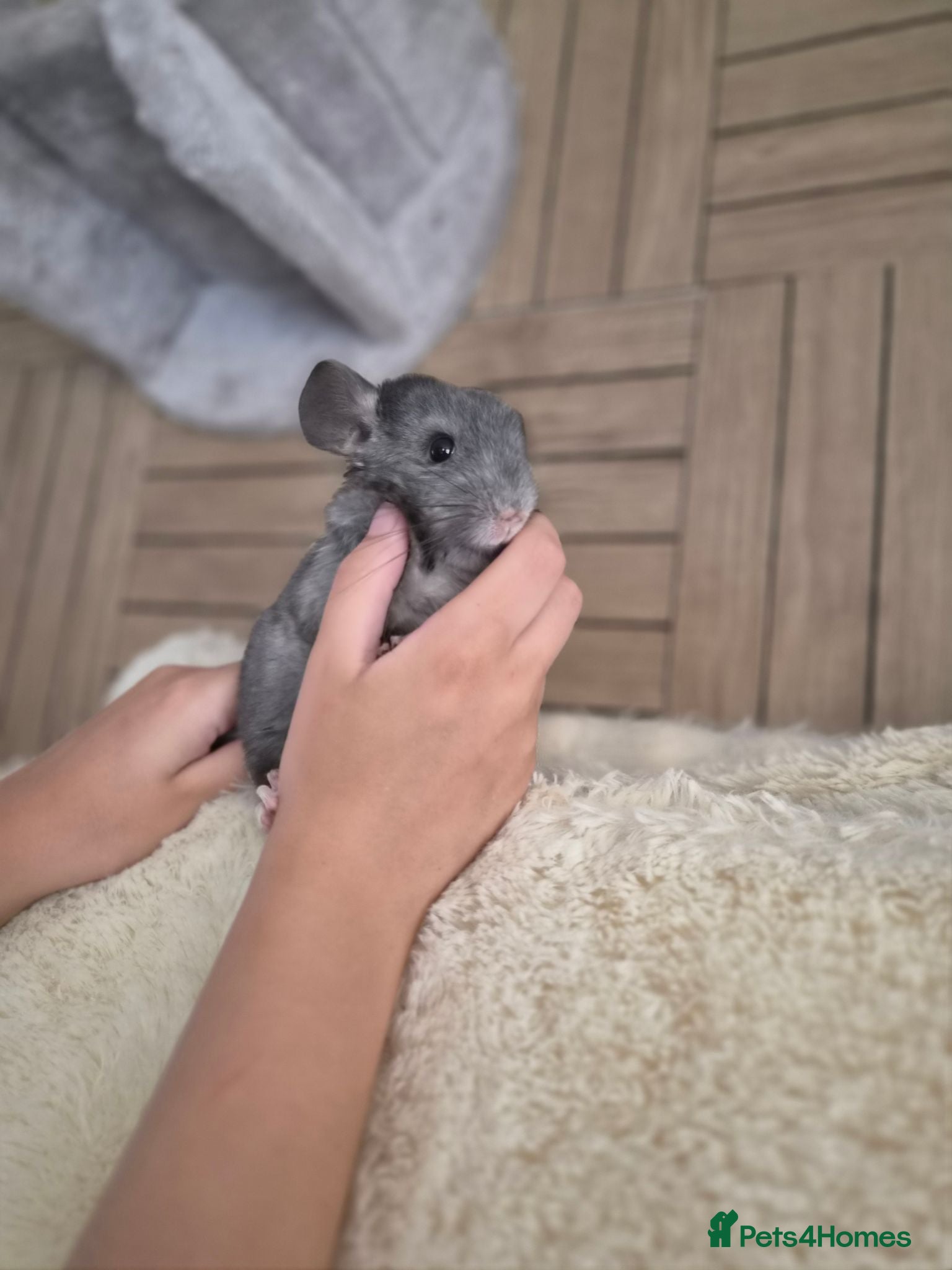 Chinchilla rodents 2 female chinchillas - Advert 1