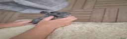 Chinchilla rodents for sale: 2 female chinchillas - Advert 17