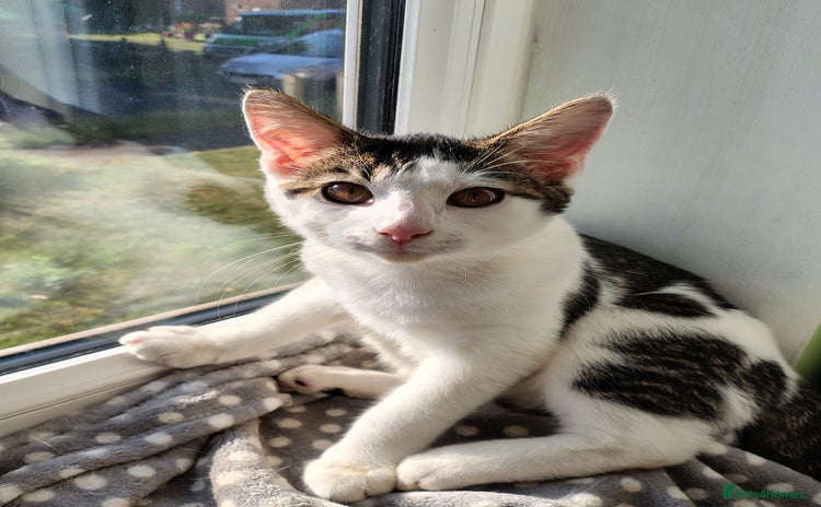 American Shorthair cats - Advert 1