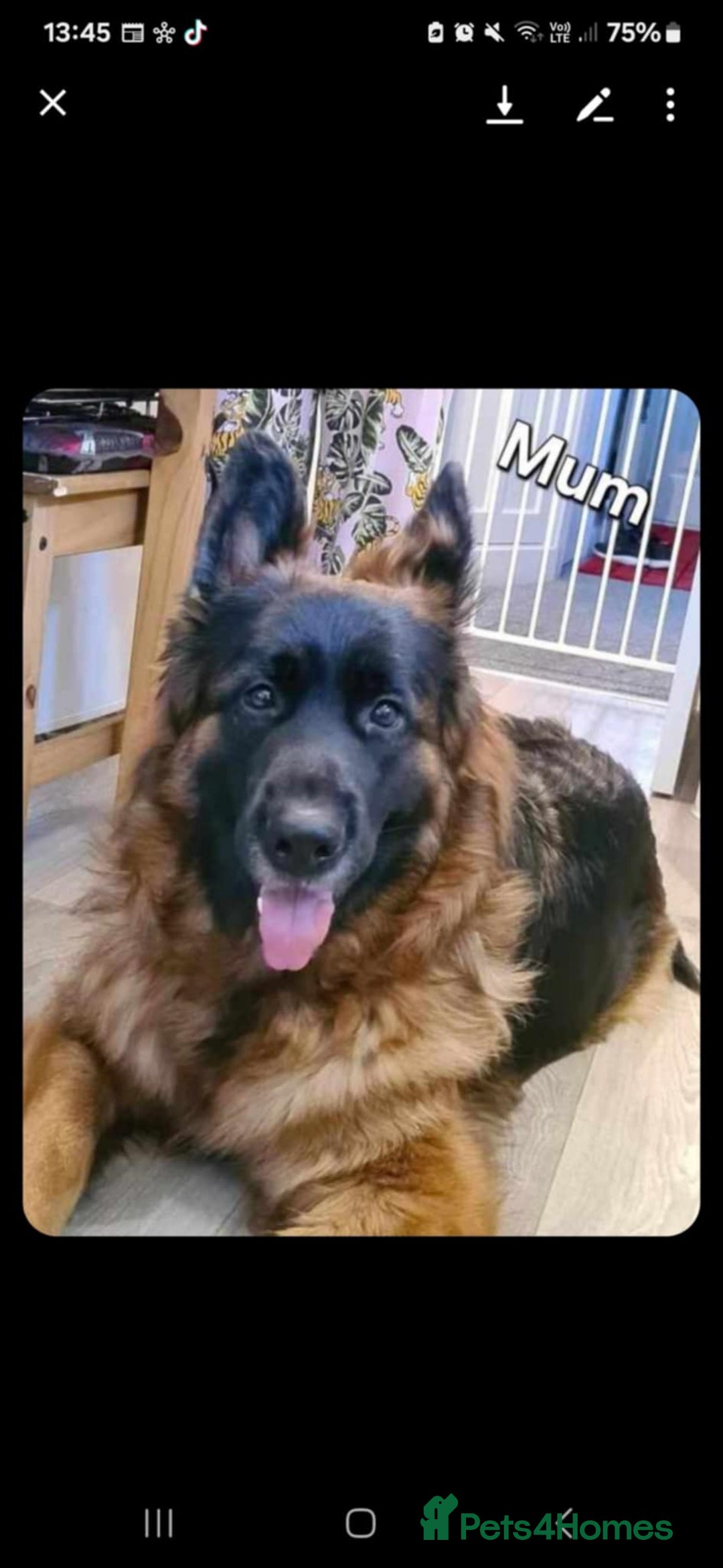 German Shepherd dogs for sale: For sale - Image 6