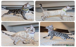 Bengal cats for sale: 🤍🖤🩶 Bengal Kittens 🩶🖤🤍 in Barnoldswick - Image 1