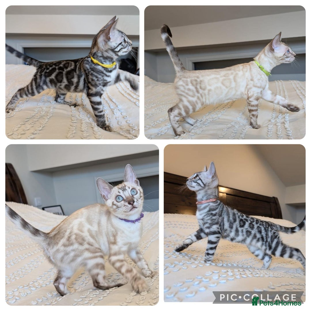 Bengal cats for sale: 🤍🖤🩶 Bengal Kittens 🩶🖤🤍 in Barnoldswick - Image 1
