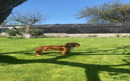 Cocker Spaniel dogs for sale: Red female cocker spaniel  - Image 3